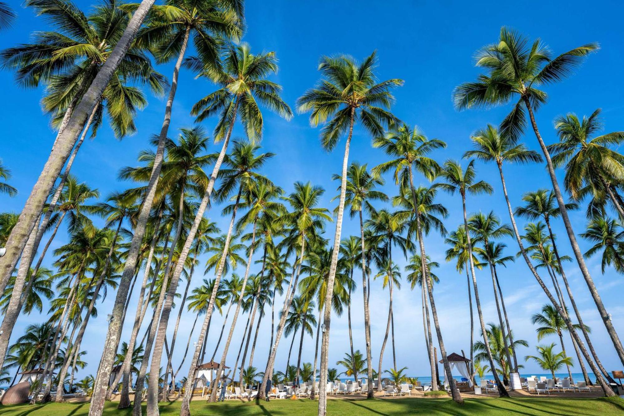 Viva V Samana By Wyndham, A Trademark Adults All Inclusive Las Terrenas Kültér fotó Palm trees in Punta Cana