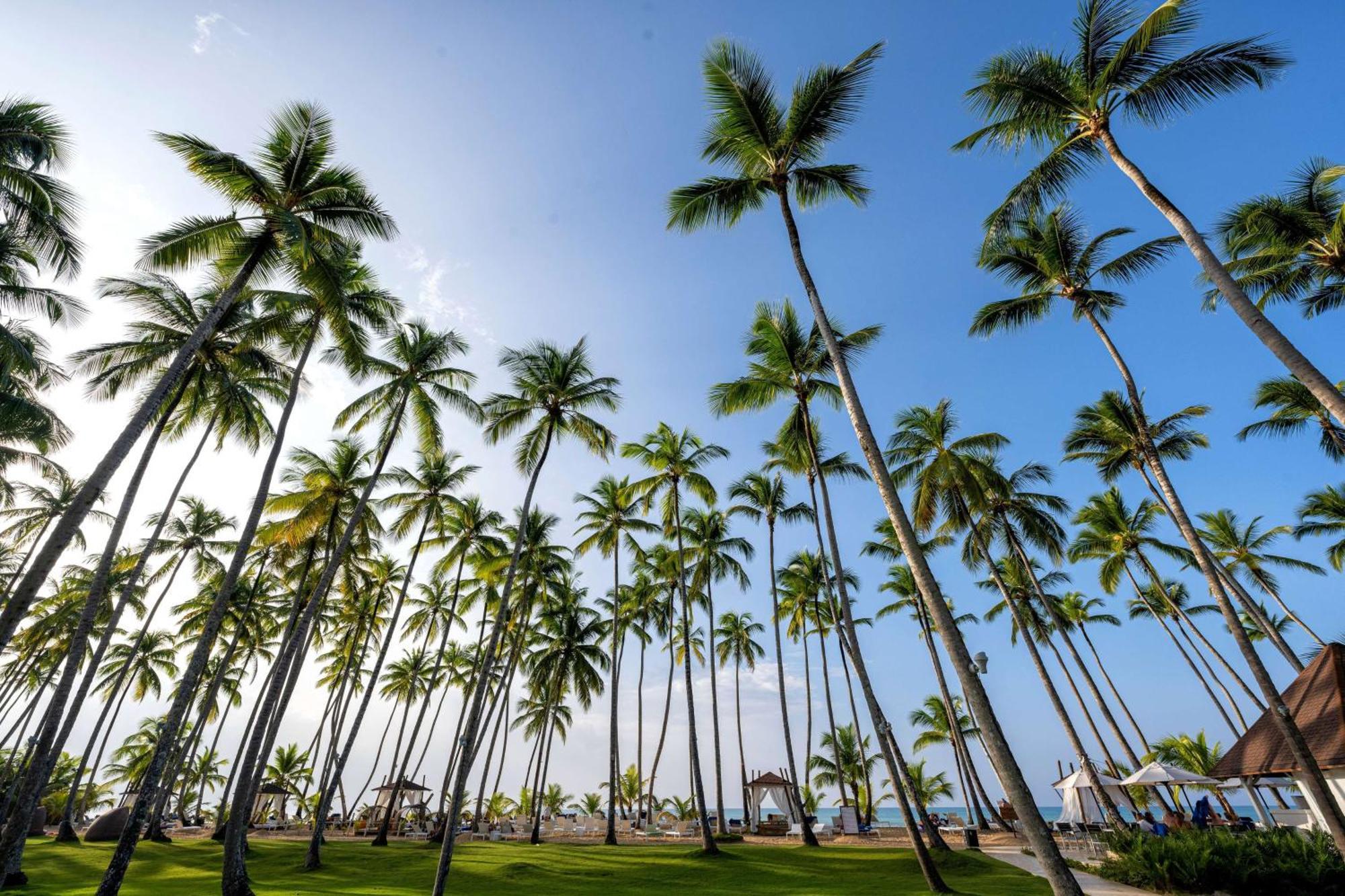 Viva V Samana By Wyndham, A Trademark Adults All Inclusive Las Terrenas Kültér fotó Palm trees in Punta Cana